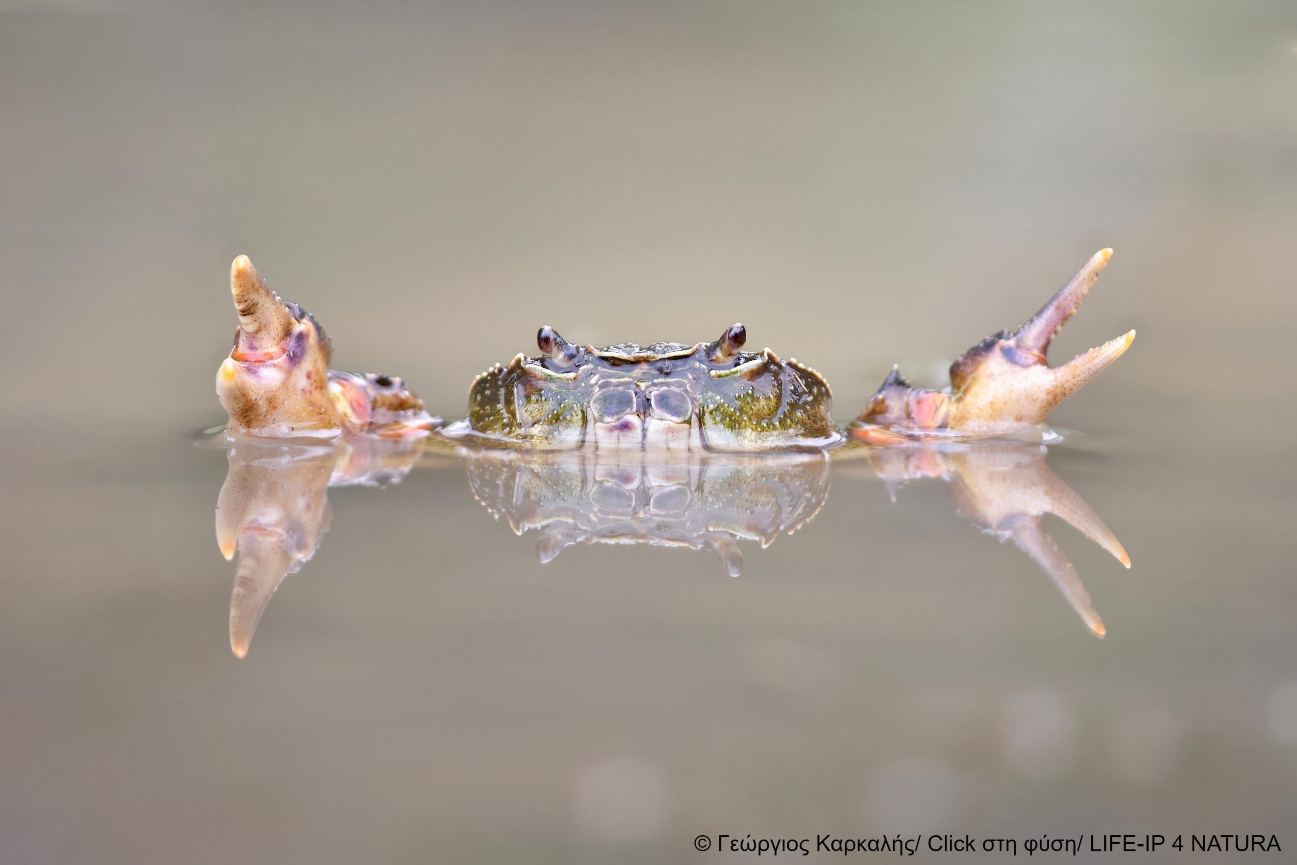 Τα 40 κλικ που ξεχώρισαν στον 2ο διαγωνισμό «Click στη φύση»