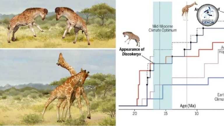 Discokeryx: Η πρόγονος της καμηλοπάρδαλης από την  Κίνα