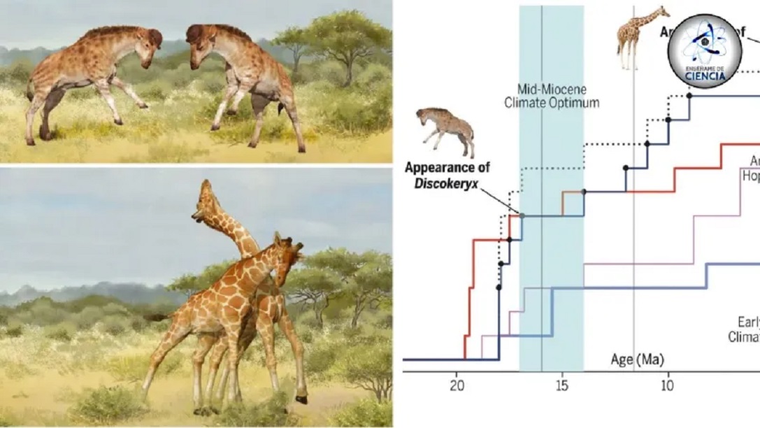 Discokeryx: Η πρόγονος της καμηλοπάρδαλης από την  Κίνα