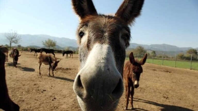 Δημιουργήθηκε το πρώτο στον κόσμο έμβρυο γαϊδάρων με εξωσωματική γονιμοποίηση