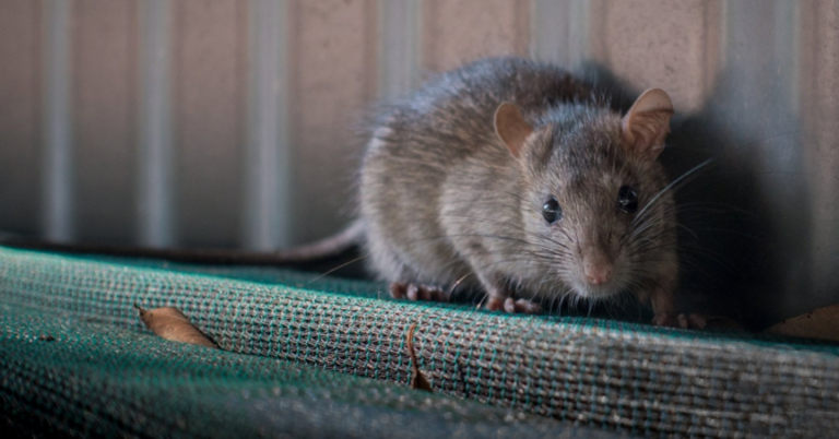 Τα ποντίκια κρατούν τον ρυθμό όταν ακούνε μουσική