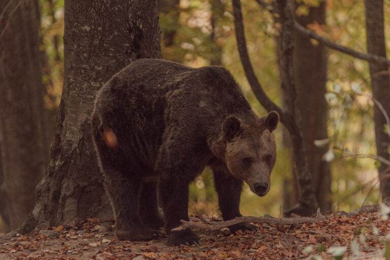 Φροντίδα για τις γηραιές αρκούδες από τον «Αρκτούρο»