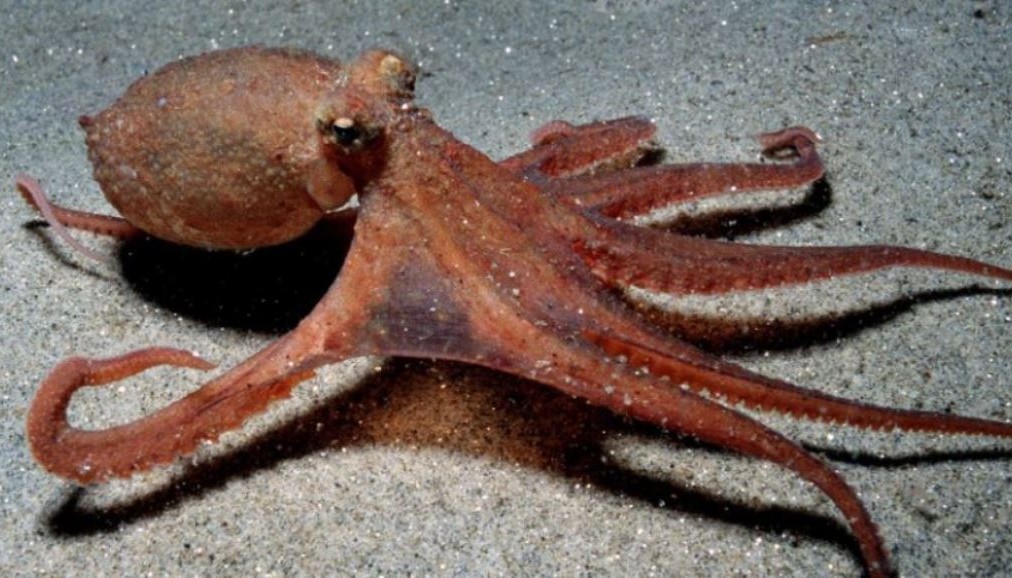 Τα θυμωμένα χταπόδια πετάνε πράγματα το ένα στο άλλο!