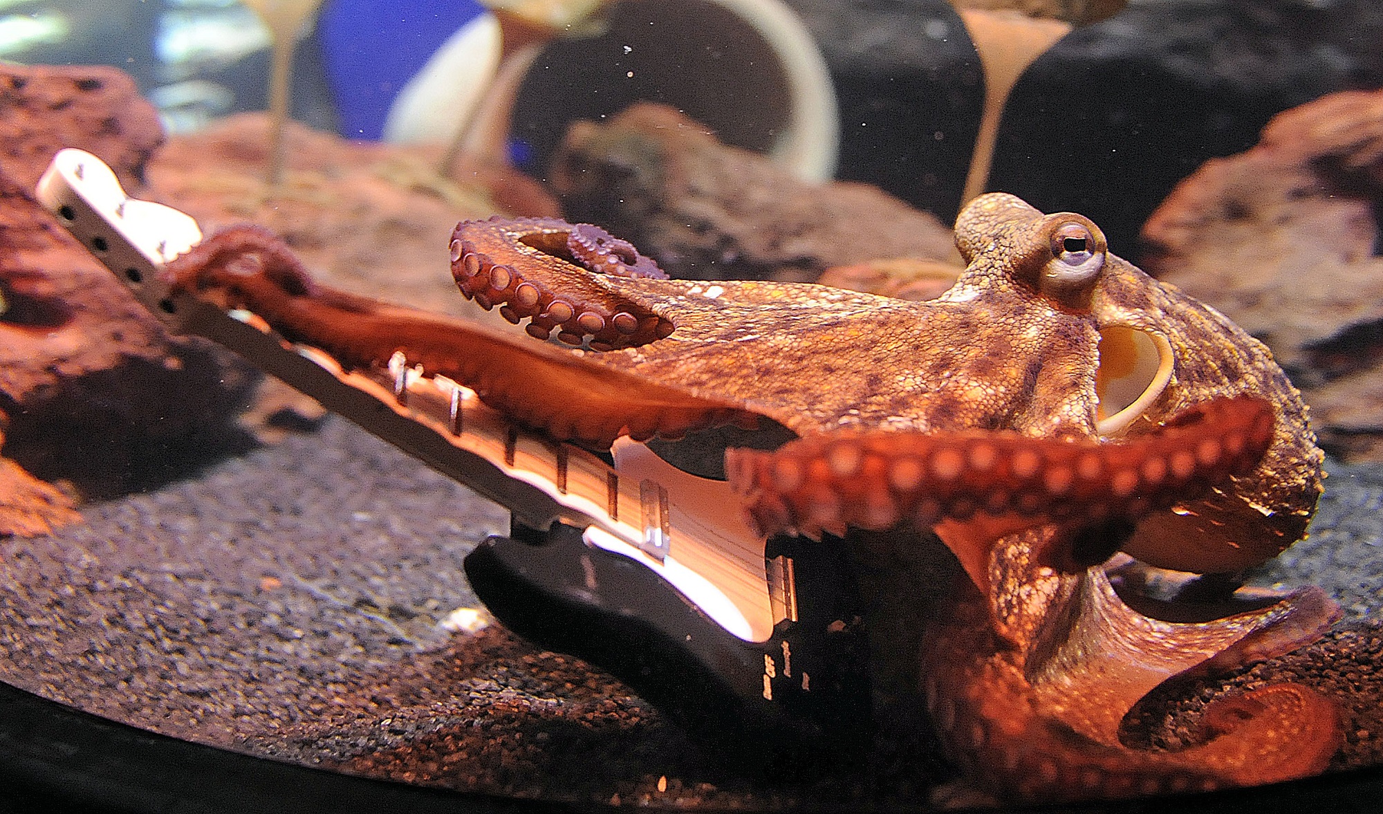 Πού οφείλεται η υψηλή ευφυΐα των χταποδιών και άλλων κεφαλόποδων