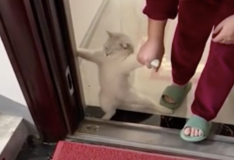 «Αντικοινωνική» γάτα αρνείται πεισματικά να βγει από το σπίτι και γίνεται viral (VIDEO)