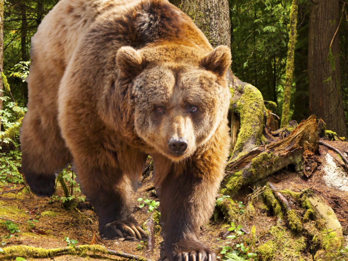 Οι άνθρωποι φορούσαν δέρμα αρκούδας για περισσότερα από 300.000 χρόνια