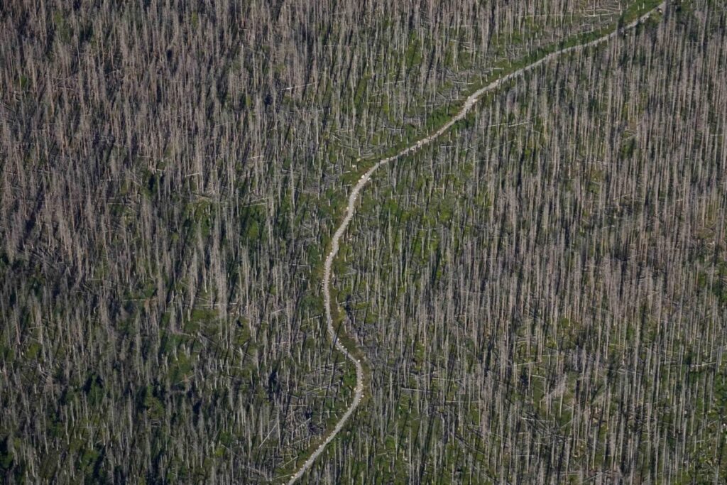 Τα ορεινά δάση χάνονται με επιταχυνόμενους ρυθμούς θέτοντας σε κίνδυνο τη βιοποικιλότητα