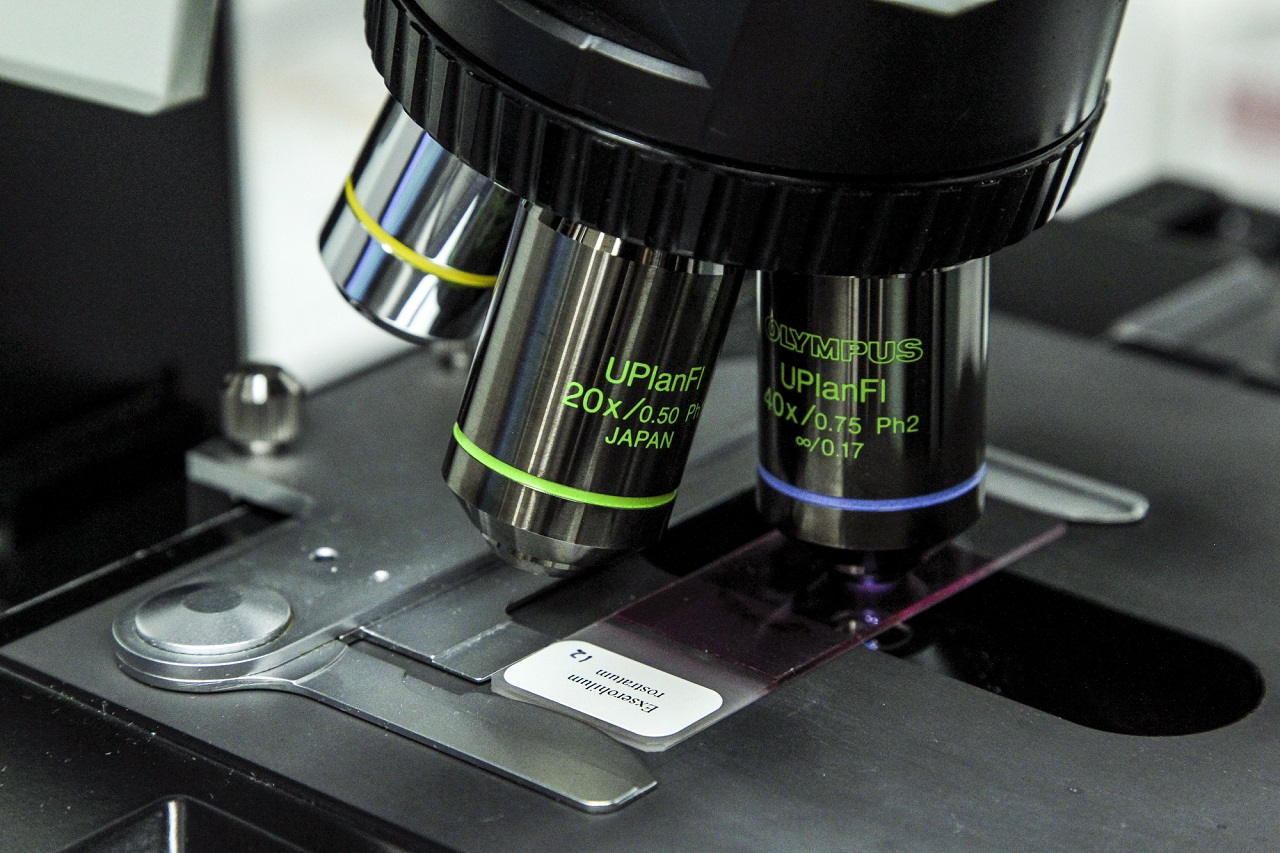 Ανοίγει ο δρόμος για δύο βιολογικούς πατέρες – Τα πρώτα ωάρια από αρσενικά κύτταρα ποντικιών