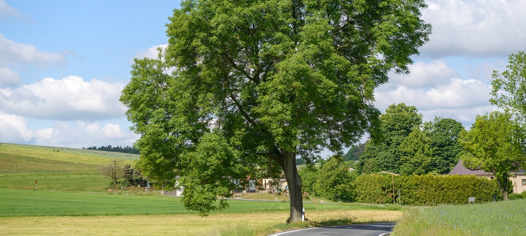 Φλαμουριά: Το δέντρο της ελπίδας πεθαίνει