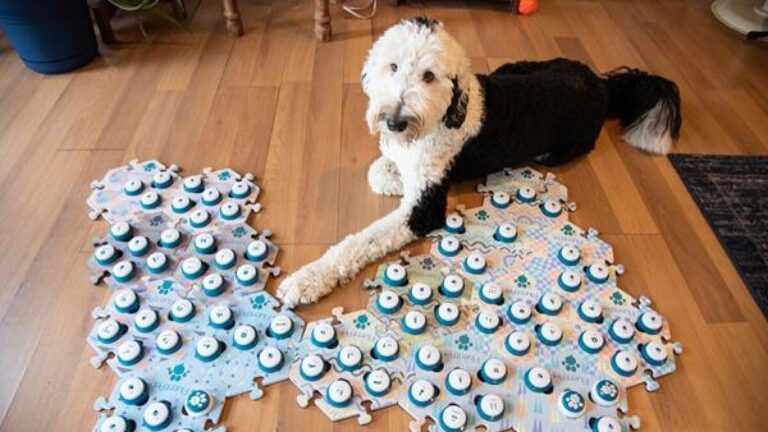 Button dogs: Μπορούν οι σκύλοι να επικοινωνήσουν πατώντας κουμπιά;