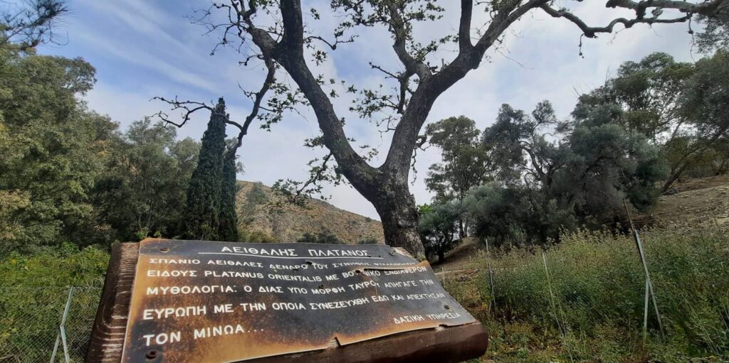 SOS από την Αρχαία Γόρτυνα: Σε κίνδυνο ο αειθαλής πλάτανος που ζευγάρωσε ο Δίας με την Ευρώπη