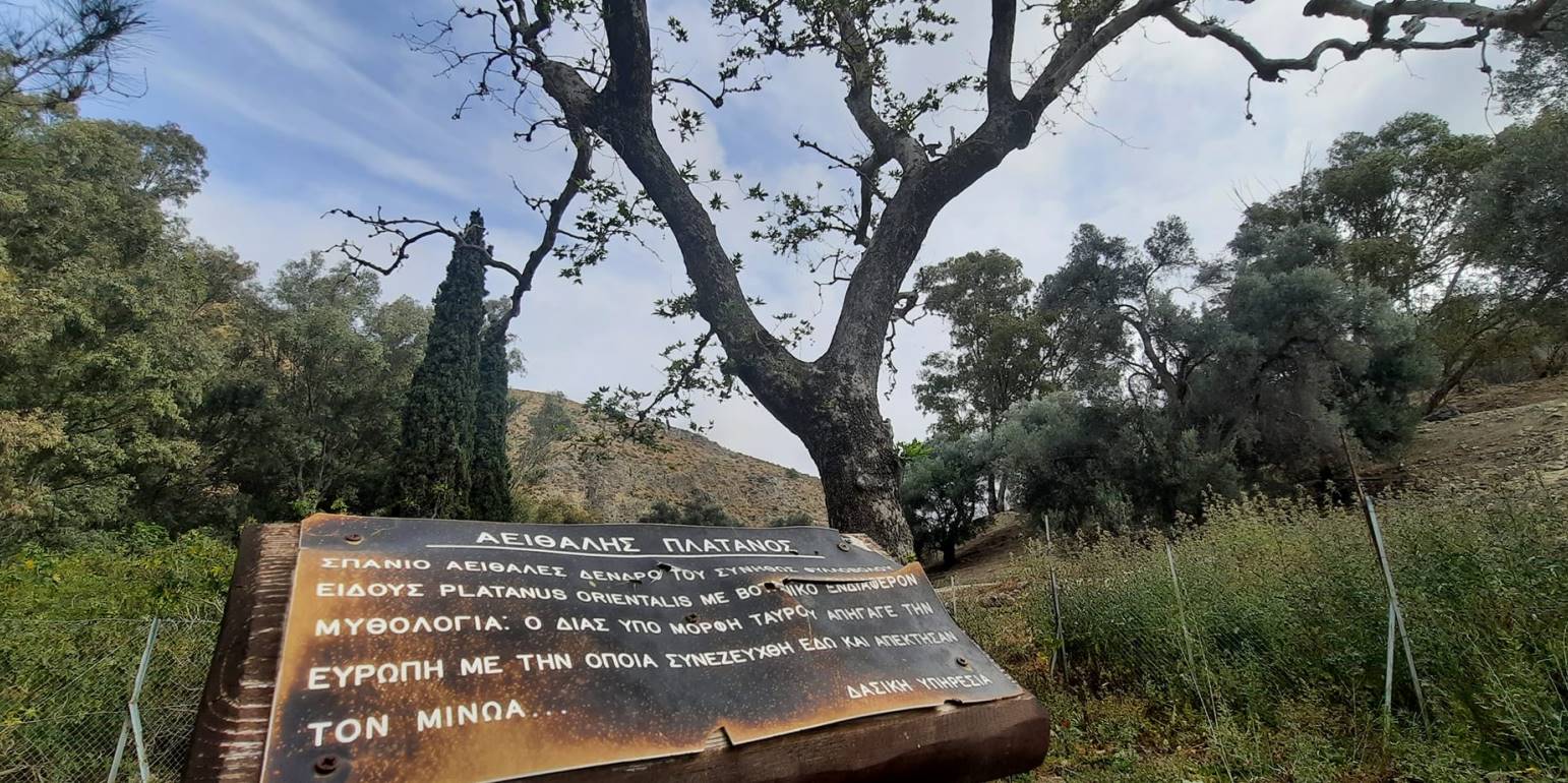 SOS από την Αρχαία Γόρτυνα: Σε κίνδυνο ο αειθαλής πλάτανος που ζευγάρωσε ο Δίας με την Ευρώπη
