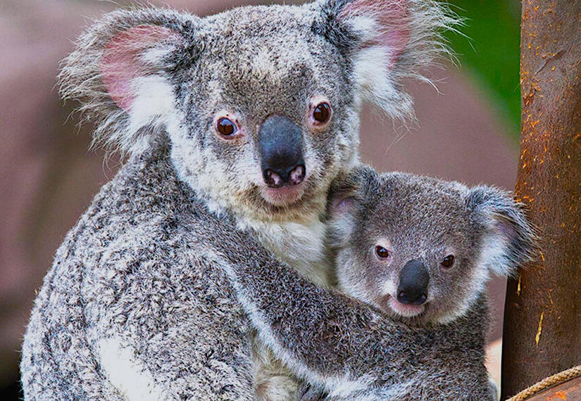 Τα μαρσιποφόρα μπορεί να είναι τα πιο εξελιγμένα θηλαστικά