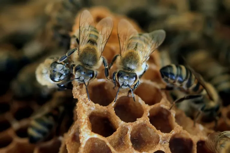 Greenpeace: Η ΕΕ σκοτώνει τις μέλισσες σε όλο τον κόσμο, εξάγοντας ετησίως 10.000 τόνους απαγορευμένων φυτοφαρμάκων