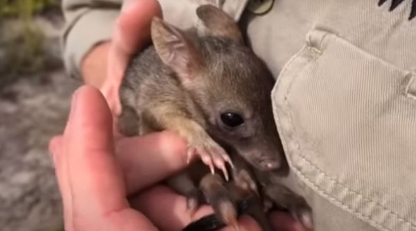 Αυστραλία: Επιστρέφουν μετά από έναν αιώνα τα «μίνι καγκουρό»