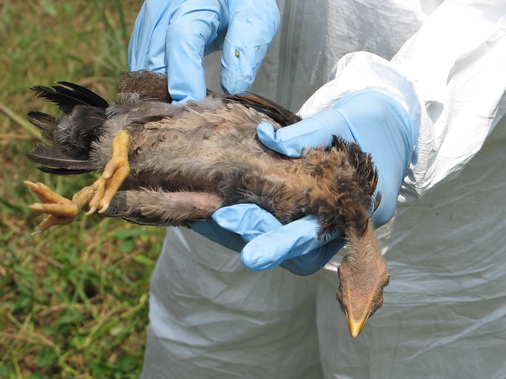 Γκ. Μαγιορκίνης: Ενδεχομένως η επόμενη πανδημία να προέλθει από την γρίπη των πτηνών