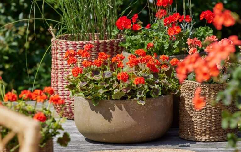 Η εποχή του γερανιού έφτασε – Συμβουλές φύτευσης και φροντίδας