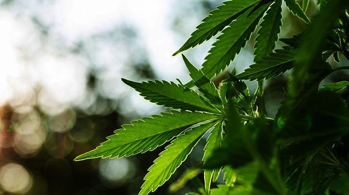 Έρευνα για να επιβεβαιωθεί η αντικαρκινική δράση της κάνναβης από επιστήμονες του ΕΚΠΑ