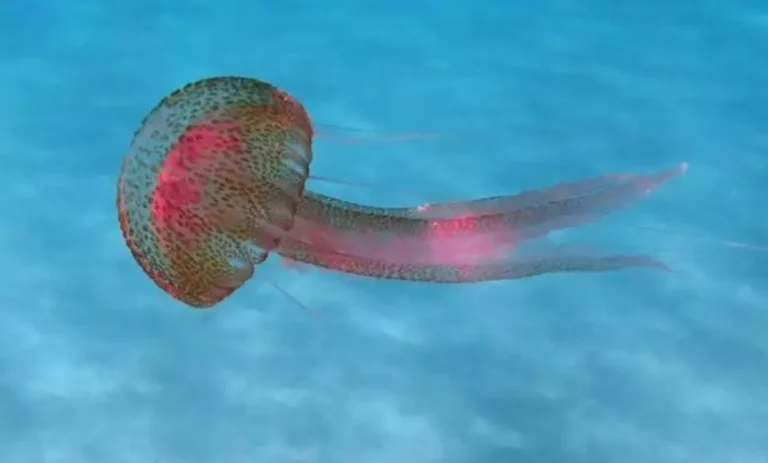 Προσοχή στις μέδουσες, επώδυνο το τσίμπημά τους – Επίσημες οδηγίες