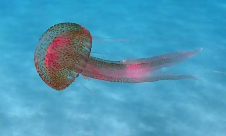 Προσοχή στις μέδουσες, επώδυνο το τσίμπημά τους – Επίσημες οδηγίες