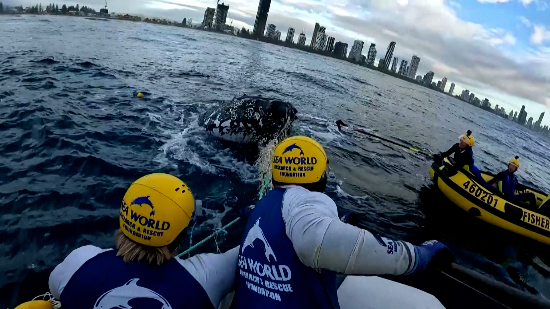 Βίντεο: Μεγάπτερη φάλαινα απελευθερώνεται από δίχτυα στην Αυστραλία