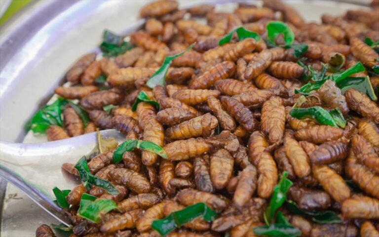 EE: Έντομα στο πιάτο μας; Θύελλα αντιδράσεων για την απόφαση της Κομισιόν