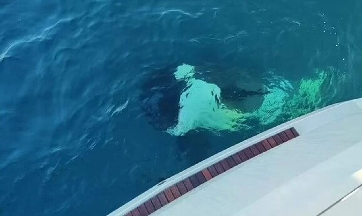  Τρόμος για τουρίστες σε γιοτ – Δέχθηκαν επίθεση από όρκες για 30 λεπτά