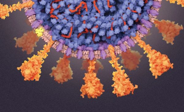 Κορονοϊός: Νέα εξήγηση για τους λίγους τυχερούς που δεν αρρώστησαν ποτέ