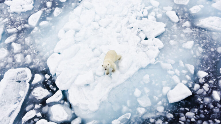 Οι πάγοι λιώνουν, οι πολικές αρκούδες λιμοκτονούν
