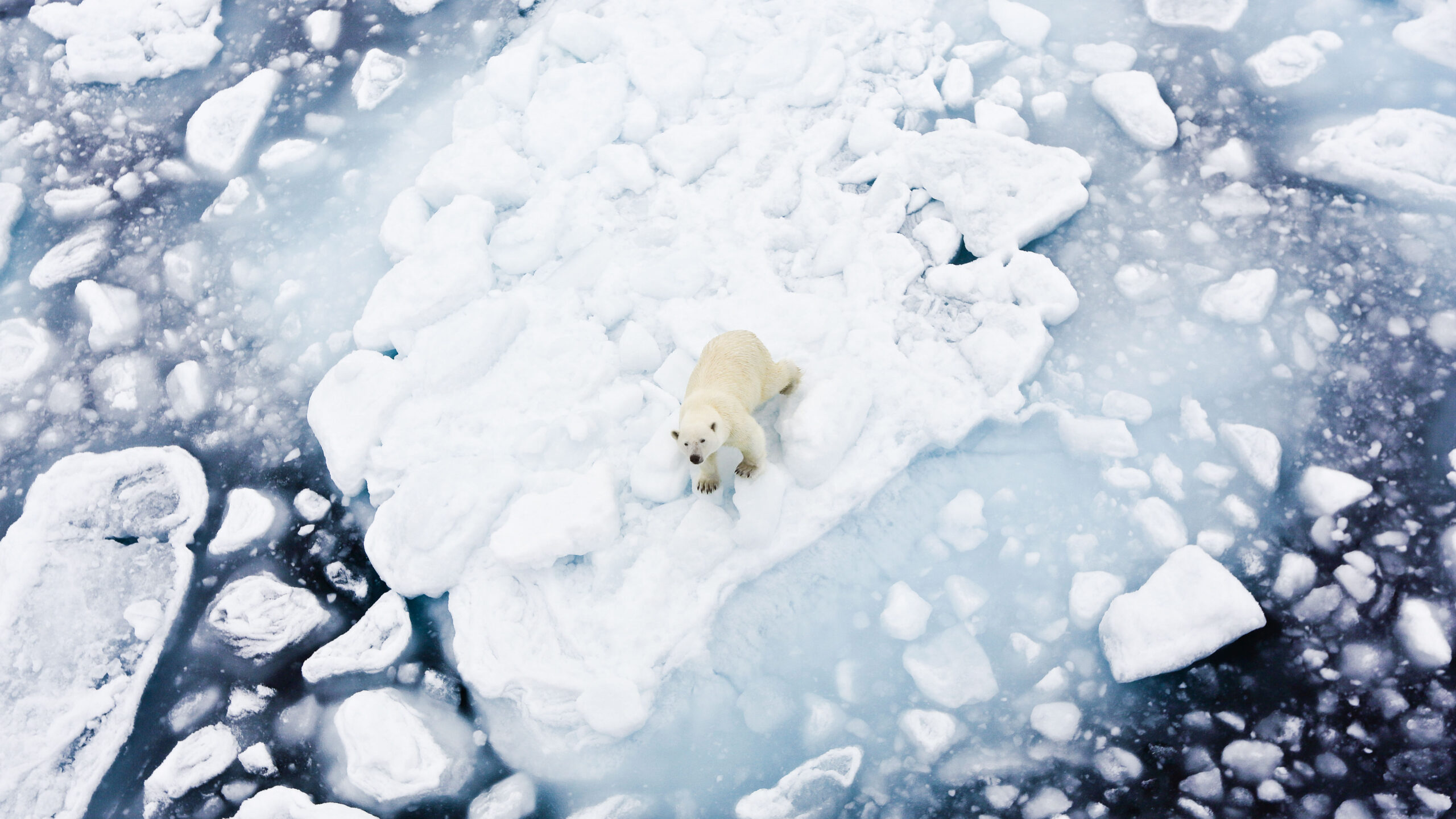 Οι πάγοι λιώνουν, οι πολικές αρκούδες λιμοκτονούν