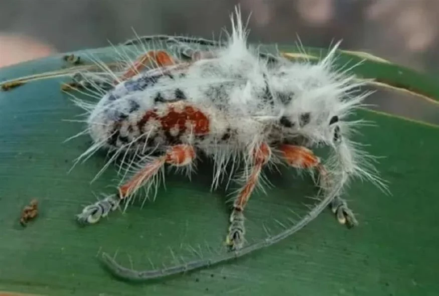 Έχει «μοϊκάνα» σαν τους Sex Pistols: Αυτό είναι το «πανκ» σκαθάρι