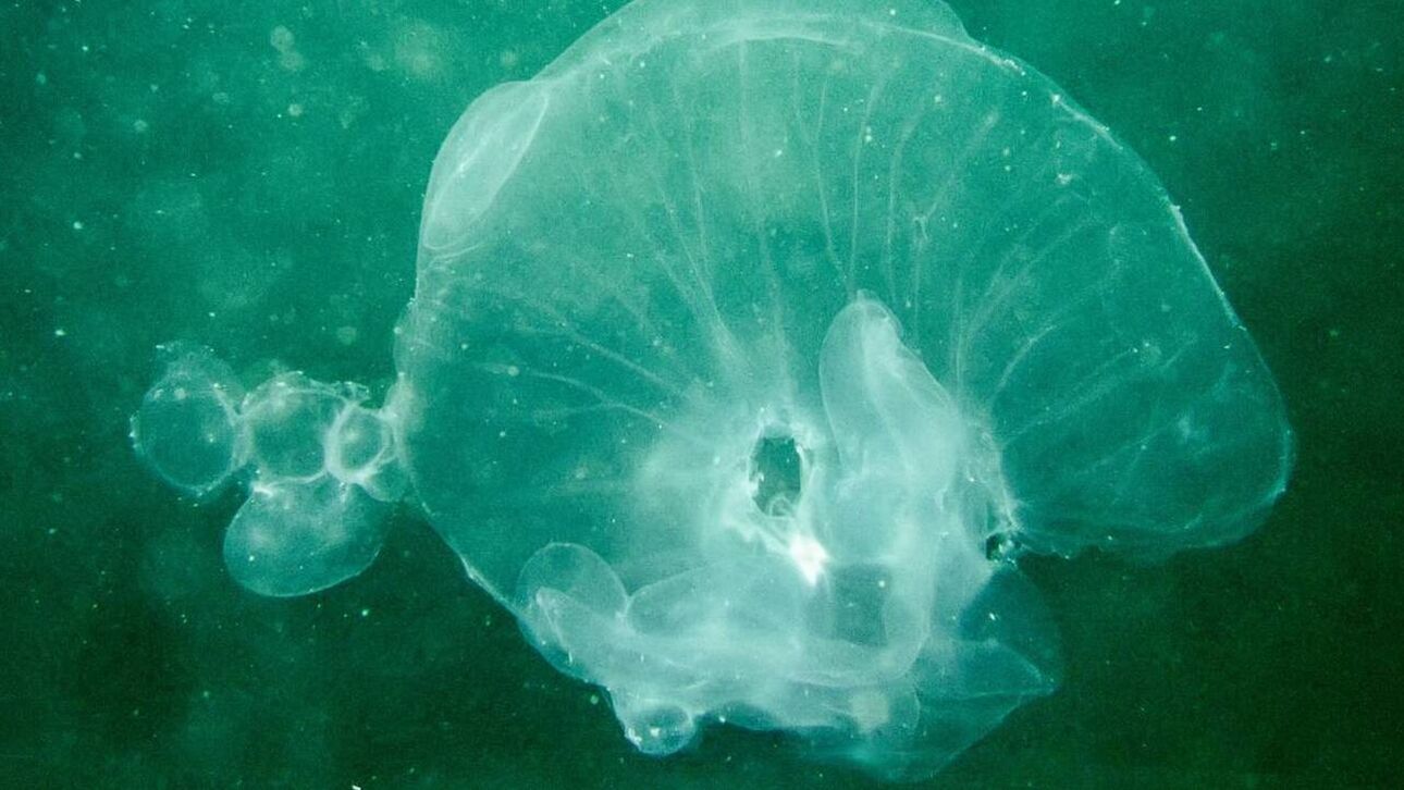 Επιστήμονες δημιούργησαν ουσία από μέδουσες που εμφανίζει τα αποτυπώματα σε 10 δεύτερα