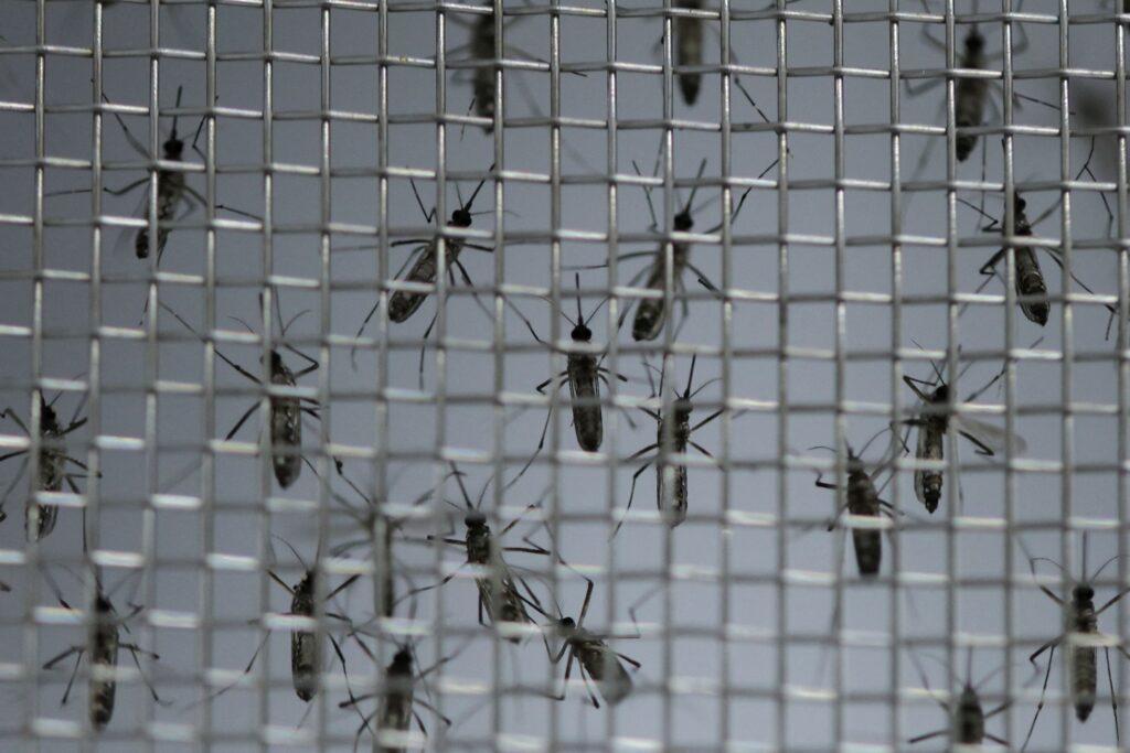 Δάγκειος πυρετός: Επέλαση με 3,5 εκατομμύρια κρούσματα