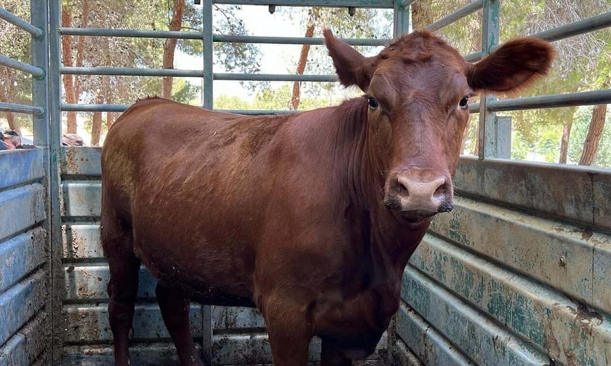 Οι 5 κόκκινες αγελάδες που ψάχνει η Χαμάς να σκοτώσει – Η προφητεία του Μεσσία