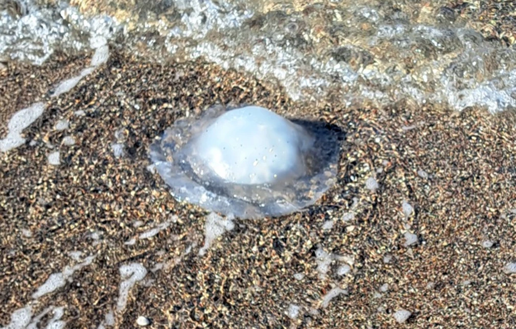 Προβληματισμός στη Ρόδο για τις τροπικές μέδουσες που φτάνουν το ένα μέτρο