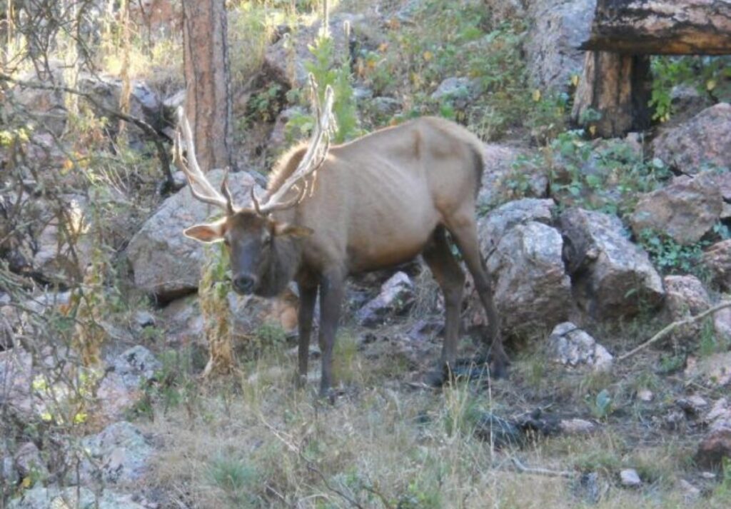 ΗΠΑ: Δύο κυνηγοί πέθαναν από την ασθένεια των «ζόμπι» ελαφιών