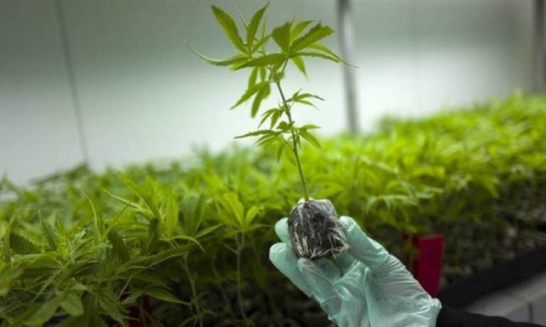 1η Πανελλήνια Επιστημονική Συνάντηση για τα Κανναβινοειδή – Προκλήσεις και προοπτικές για την ιατρική κάνναβη στην Ελλάδα