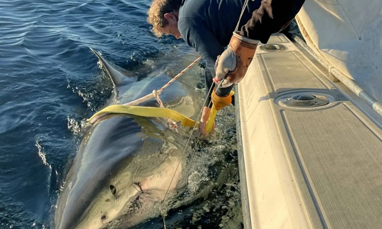 Εντοπίστηκε ο μεγαλύτερος λευκός καρχαρίας (vid)