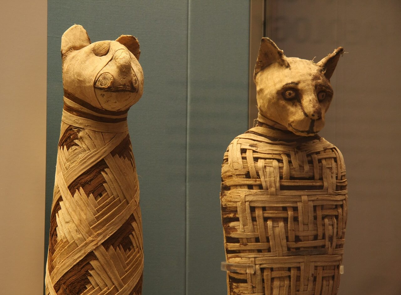 Νέα μελέτη για τις γάτες στην αρχαία Αίγυπτο ανατρέπει παλαιότερες θεωρίες