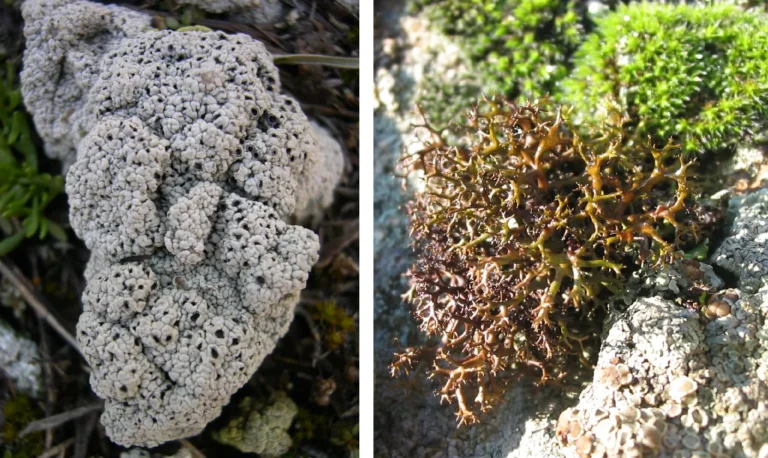 Δύο είδη λειχήνων θα μπορούσαν να επιβιώσουν στον Άρη, σύμφωνα με μελέτη