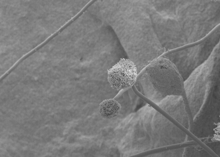 Η κλιματική αλλαγή ευνοεί την εξάπλωση ενός θανατηφόρου μύκητα στην Ευρώπη