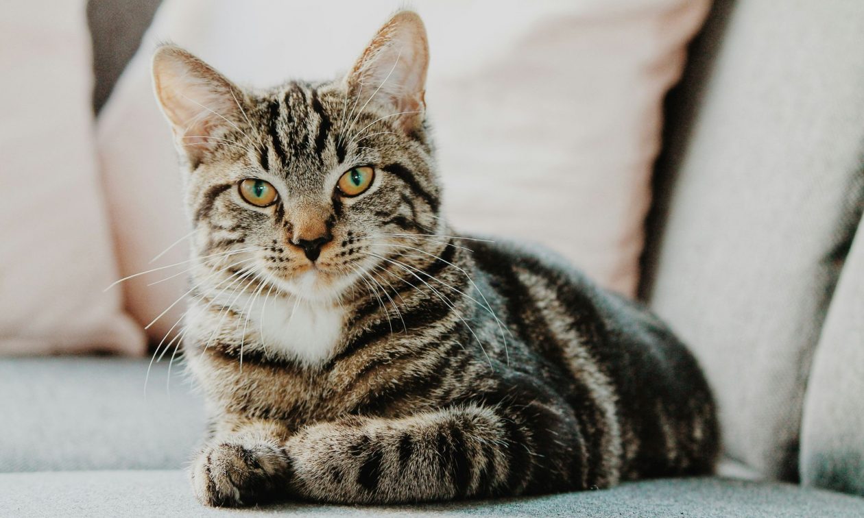 Μελέτη αποκαλύπτει πώς να επικοινωνείτε με τη γάτα σας