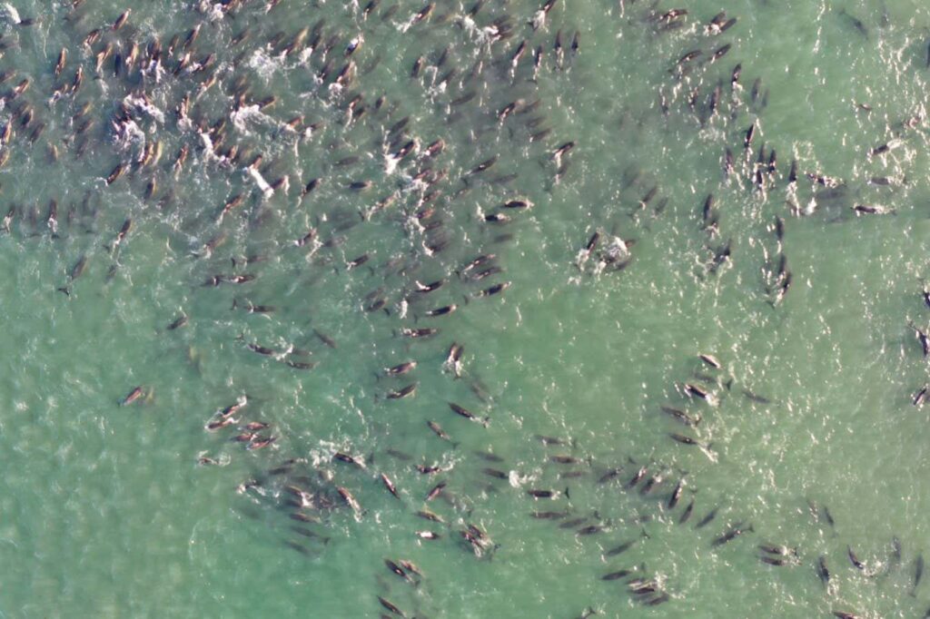 Όρκες εναντίον δελφινιών: πώς ένα κυνηγητό οδηγεί σε μαζικές εξοκειλίσεις