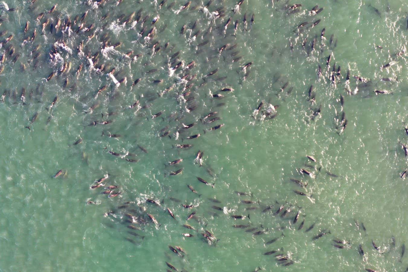 Όρκες εναντίον δελφινιών: πώς ένα κυνηγητό οδηγεί σε μαζικές εξοκειλίσεις