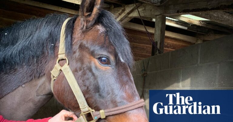 Σκαθάρια κοπριάς και τεστ σάλιου: η επανάσταση στην αντιπαρασιτική φροντίδα των αλόγων