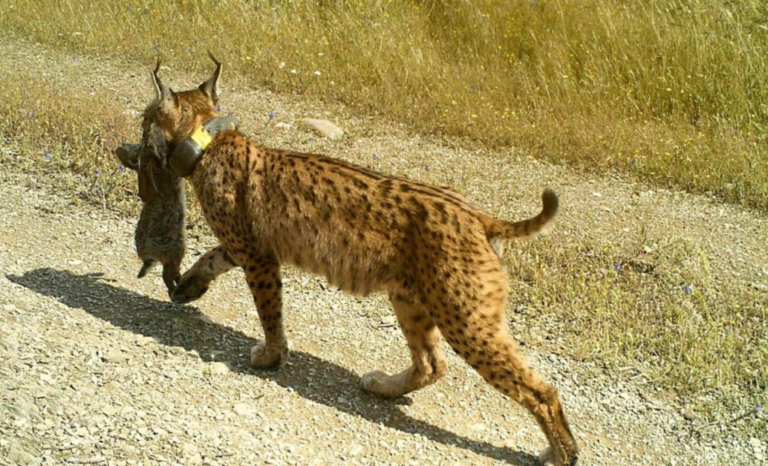 Ο ιβηρικός λύγκας επιστρέφει μετά από 40 χρόνια απουσίας
