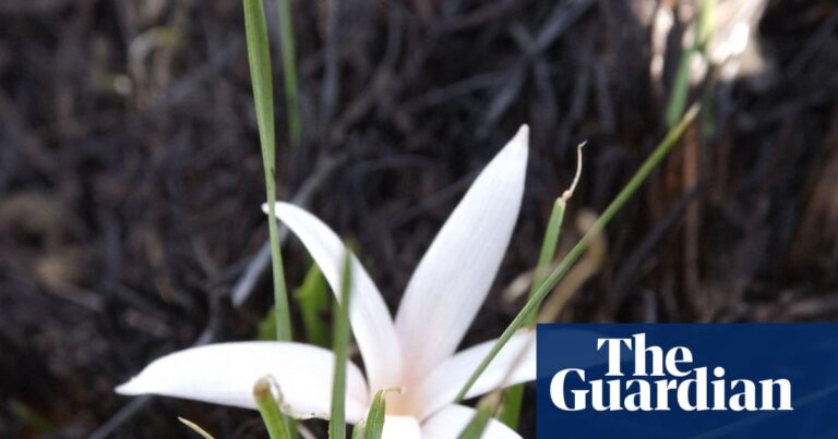 Ο κρόκος που ξεγελά μυρμήγκια, φωτιές και μέλισσες για να επιβιώσει