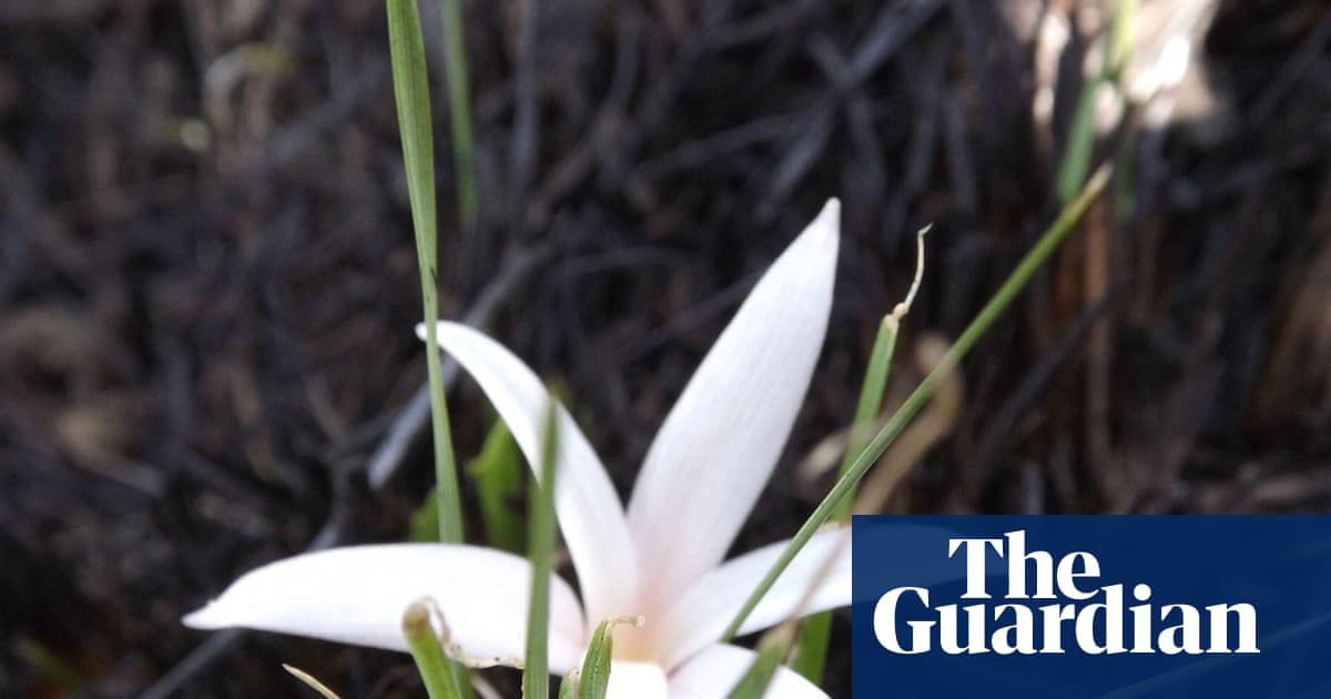 Ο κρόκος που ξεγελά μυρμήγκια, φωτιές και μέλισσες για να επιβιώσει