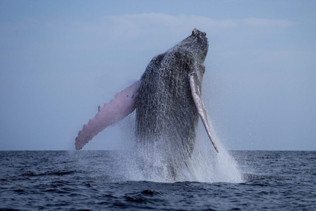 Whale fall: Πώς ο θάνατος μιας φάλαινας γίνεται οικοσύστημα για δεκαετίες