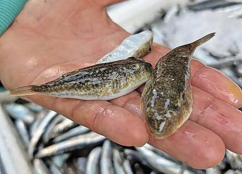 Ο λαγοκέφαλος κατακτά τις ελληνικές θάλασσες — και δεν αστειεύεται